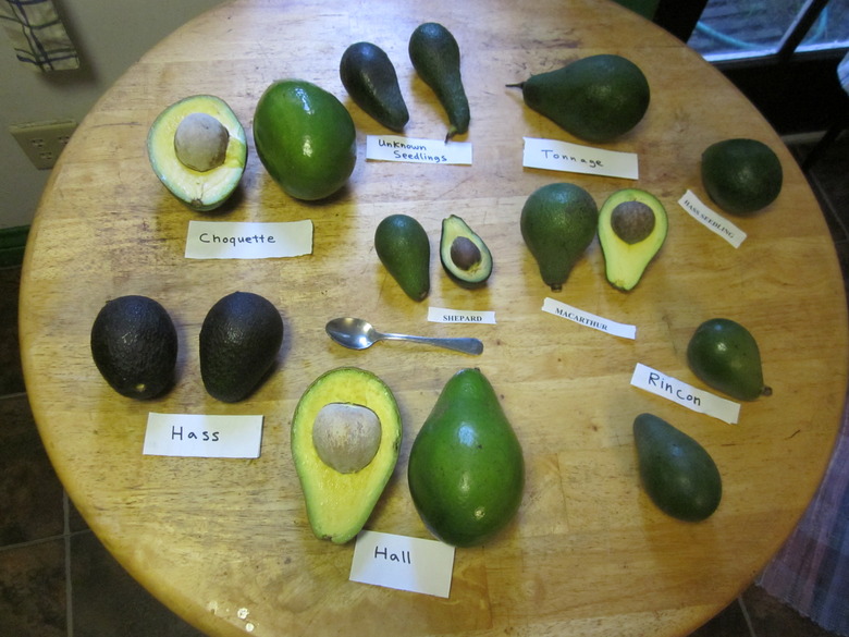 https://www.foodrepublic.com/img/gallery/know-your-avocado-varieties-and-when-theyre-in-season/intro-import.jpg