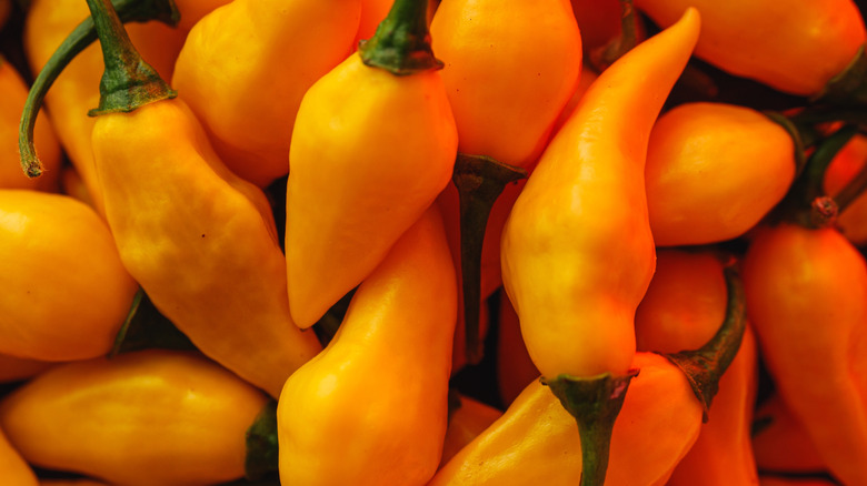 A pile of lemon drop chiles