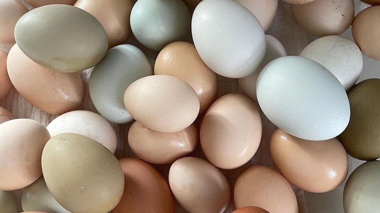 Martha Stewart's chicken's eggs