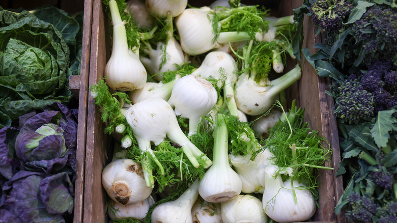 Fennel at the farmers market