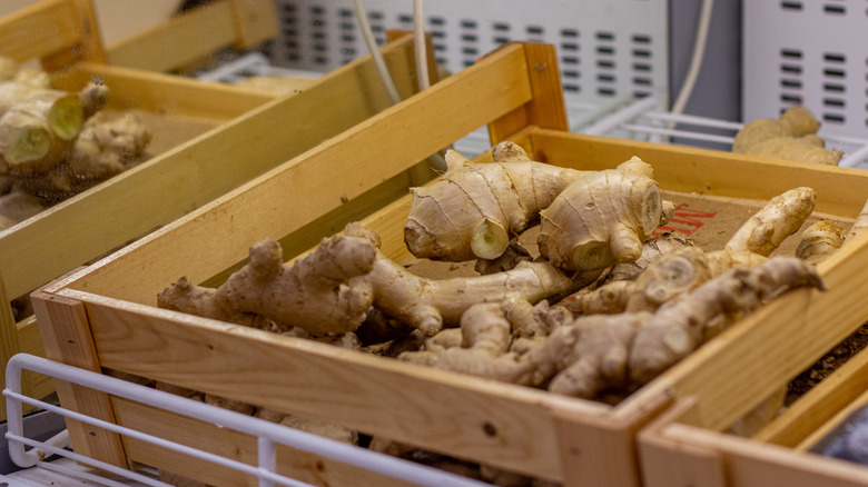 fresh ginger root in wooden crate