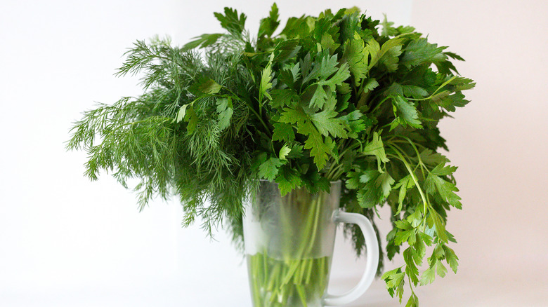 Fresh herbs in jug of water