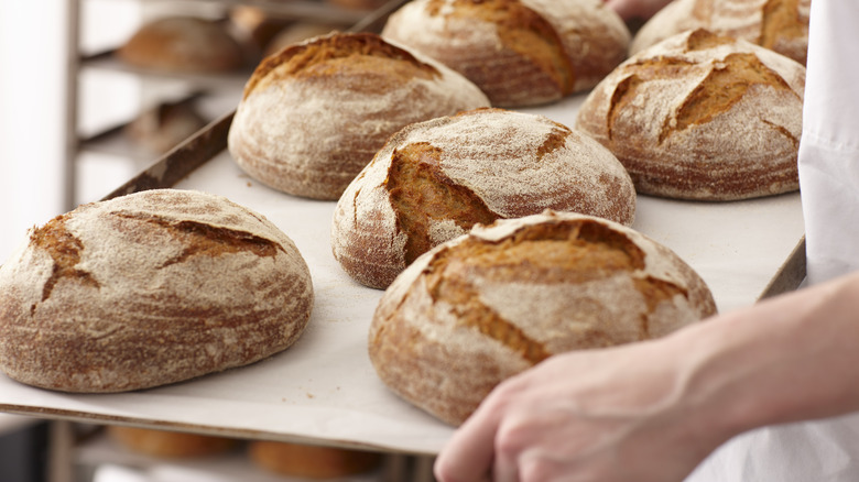 Baker carrying sourdough bread loaves on a tray