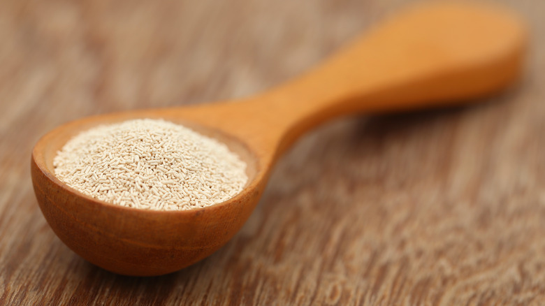 wooden spoon containing yeast