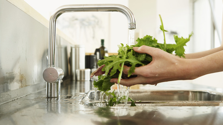 Person washing lettuce under kitchen sink