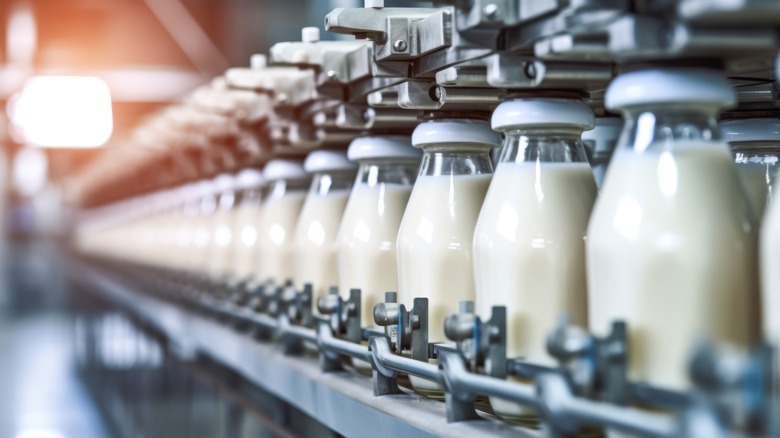 Bottles of milk at a bottling factory