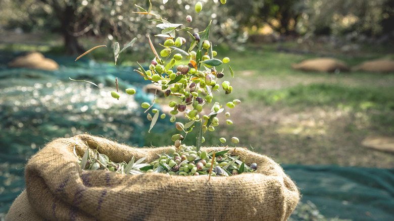 Olives falling into burlap bag