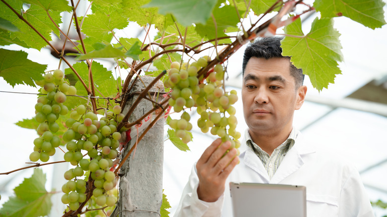 Man examines grapes in vineyard