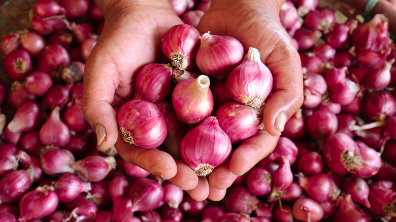hands holding a bunch of shallots