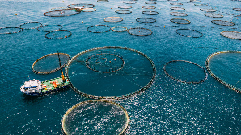 Fish farm at sea with boat