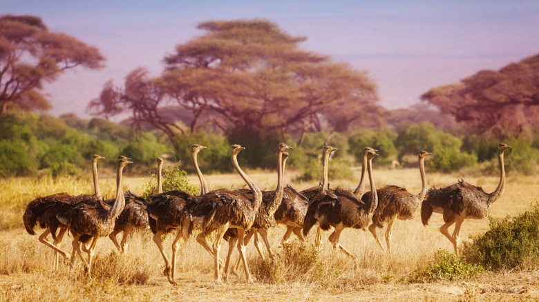 herd of female ostriches