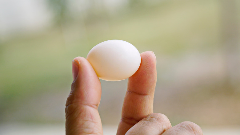 Pigeon egg held in two fingers