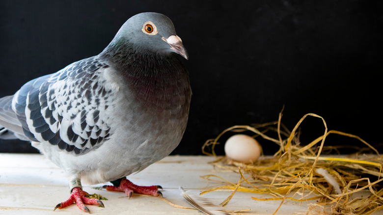 Pigeon with egg and nest material