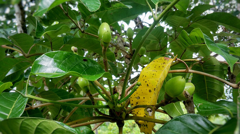 Pili nuts on a tree