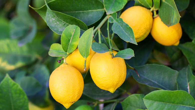 Lemons growing on tree 