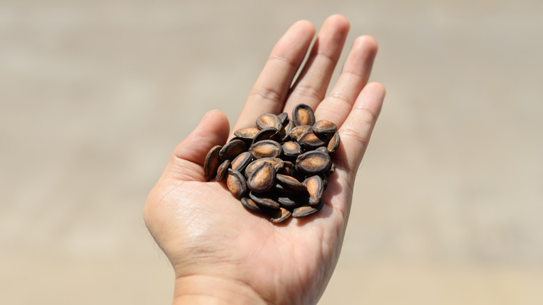 Dried watermelon seeds