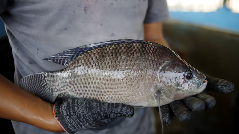 aquaculture farmer holding fresh tilapia