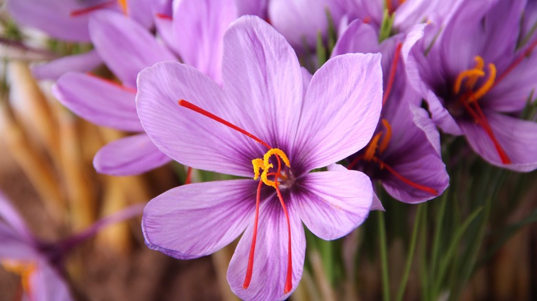 open flower with threads of saffron in it