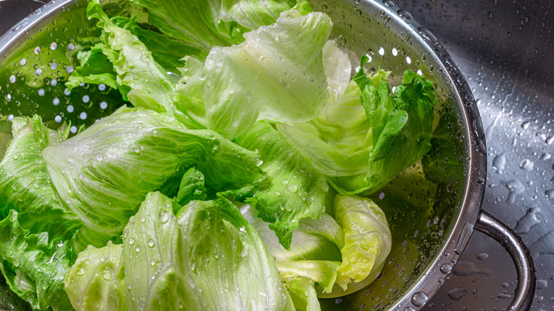 Wet lettuce in colander