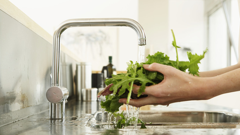 woman cleaning salad greens in sink