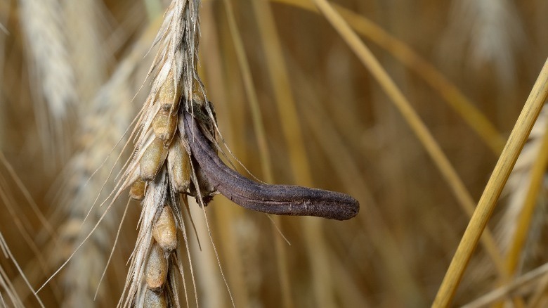 Ergot fungus