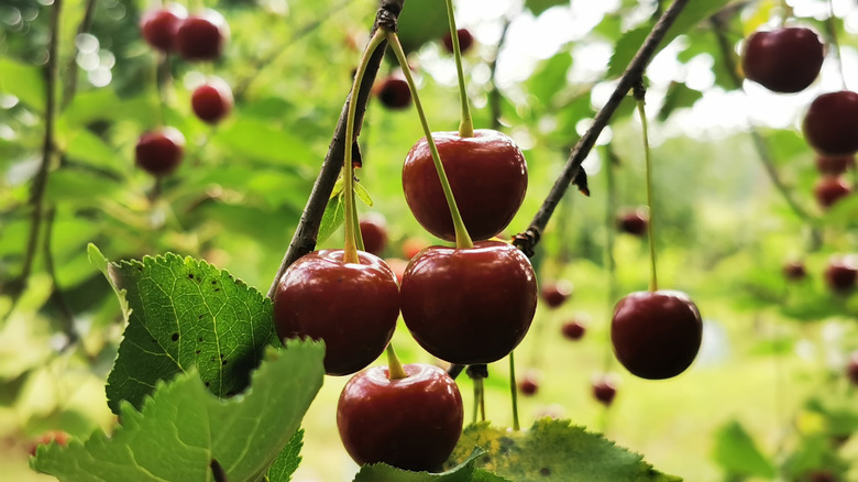 Ripe cherries hanging on cherry tree brnaches