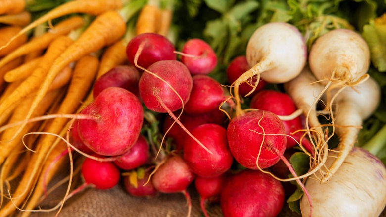 Freshly harvested carrots, turnips, and radishes