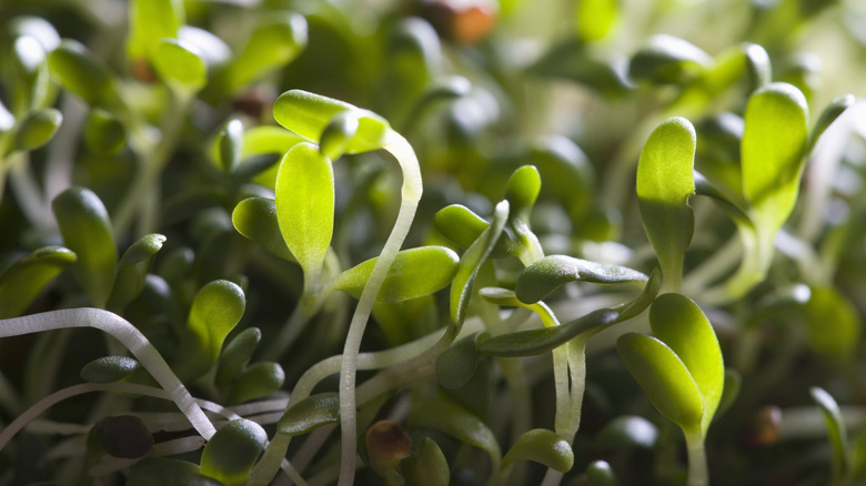 Close-up of fresh sprouts