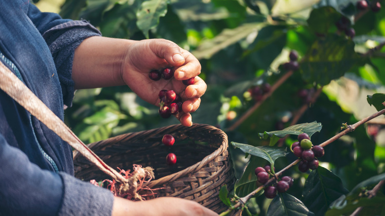 hands harvesting coffee berries