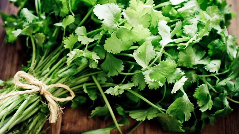 Fresh bunch of cilantro