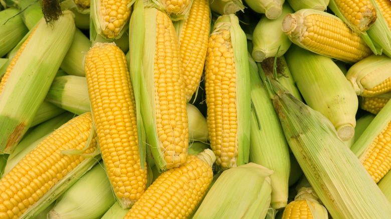 Pile of yellow corn cobs