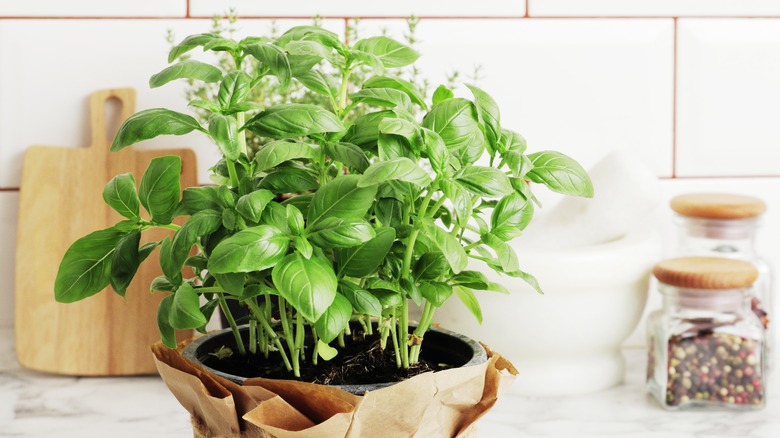 Basil plant on kitchen counter