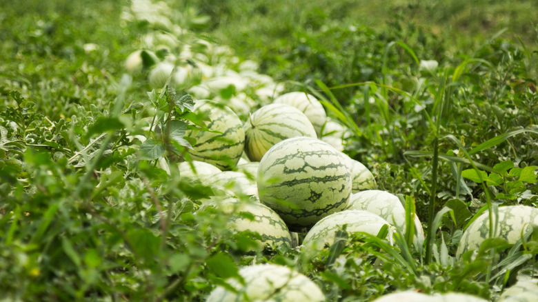 Watermelons resting in open field