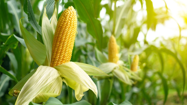 Yellow corn cob on stalk