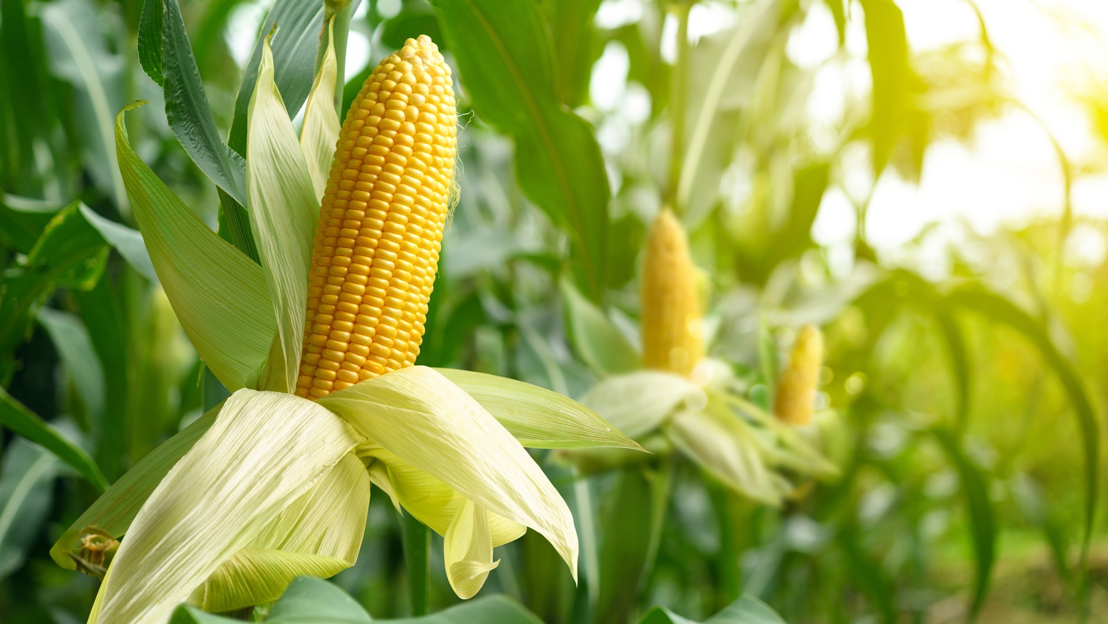 Sweet Corn Is The Underrated Ingredient That Belongs In Ice Cream