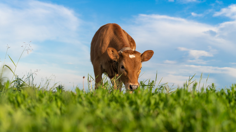 Calf grazing on grass