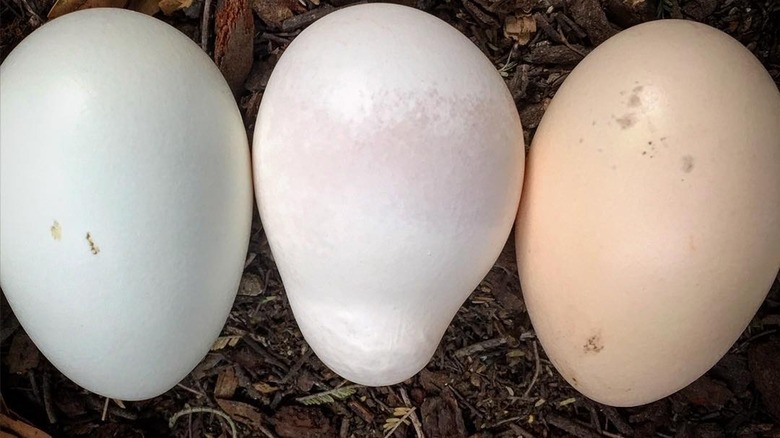 Misshapen egg with normal eggs