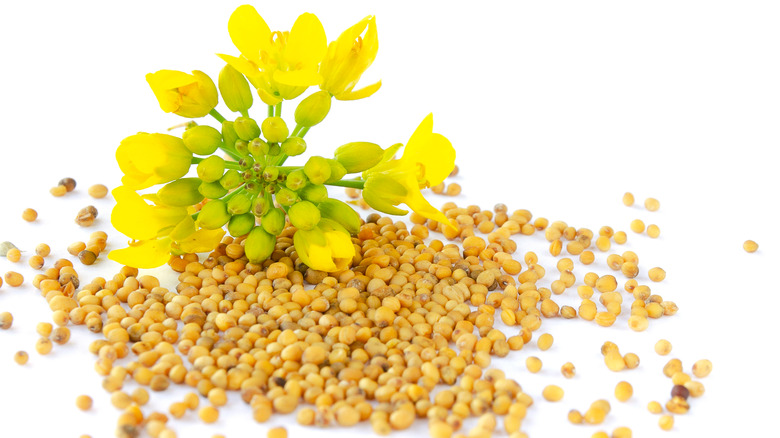 Mustard flower on top of a pile of mustard seeds