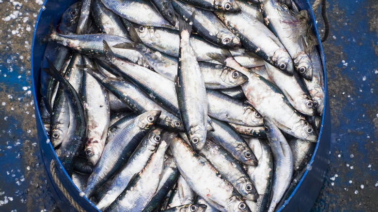 Large barrel full of freshly caught herring