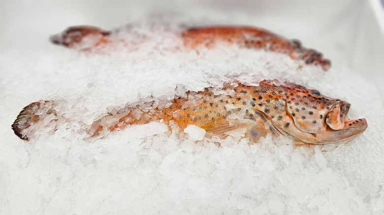 Raw grouper fish on ice display