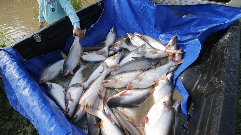 Truck bed full of freshly caught swai