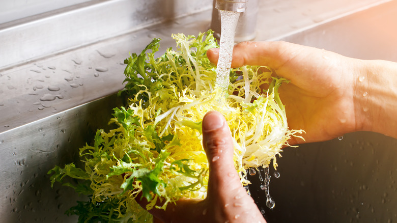 Frisée salad leaves being washed under running water