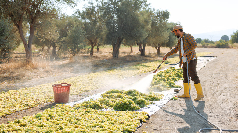 treating grapes drying in sun to make raisins