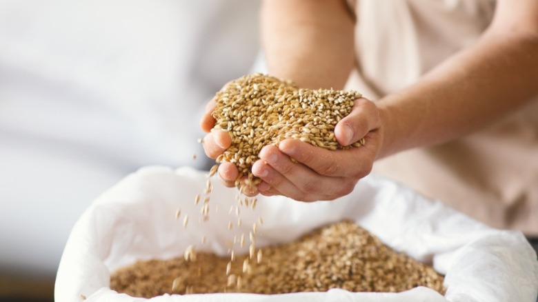 Hands holding barley grain