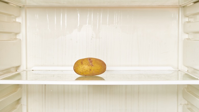 single potato in fridge