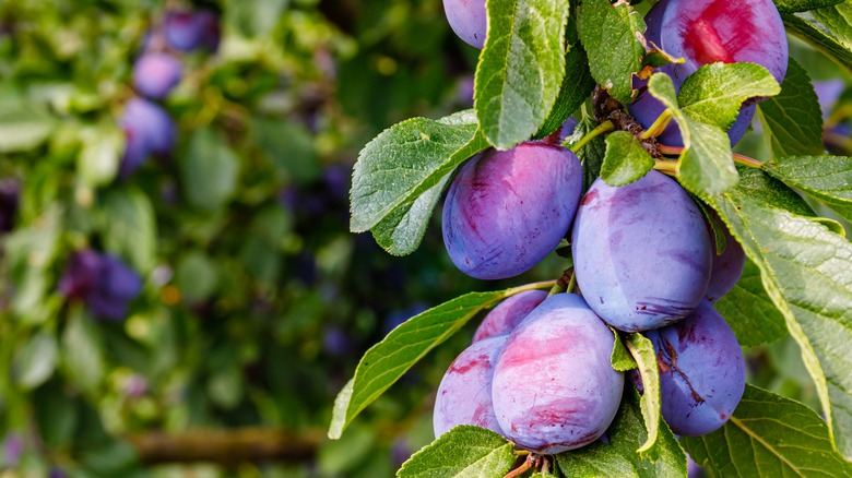 Ripe prunes