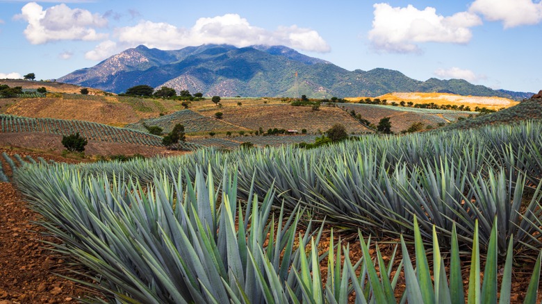 Tequila growing in Jalisco, Mexico