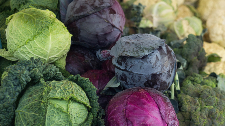 Various types of cabbage