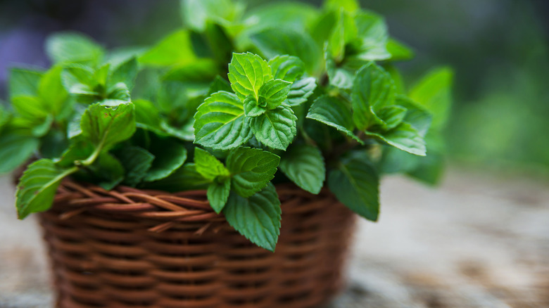 A basket of mint leaves