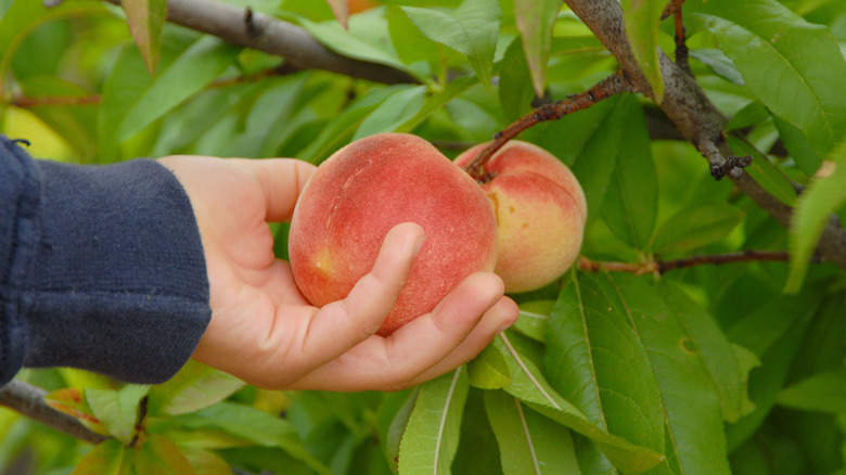 Person holding a peach on a branch